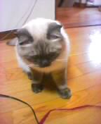 �O���ƕR���̂P