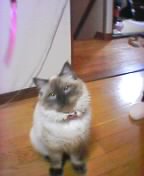 �O���ƕR���̂Q